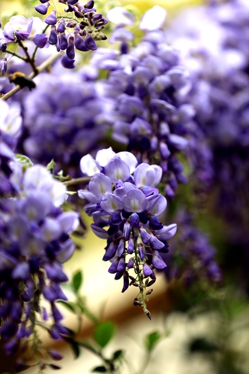 月湖公园紫腾花--4