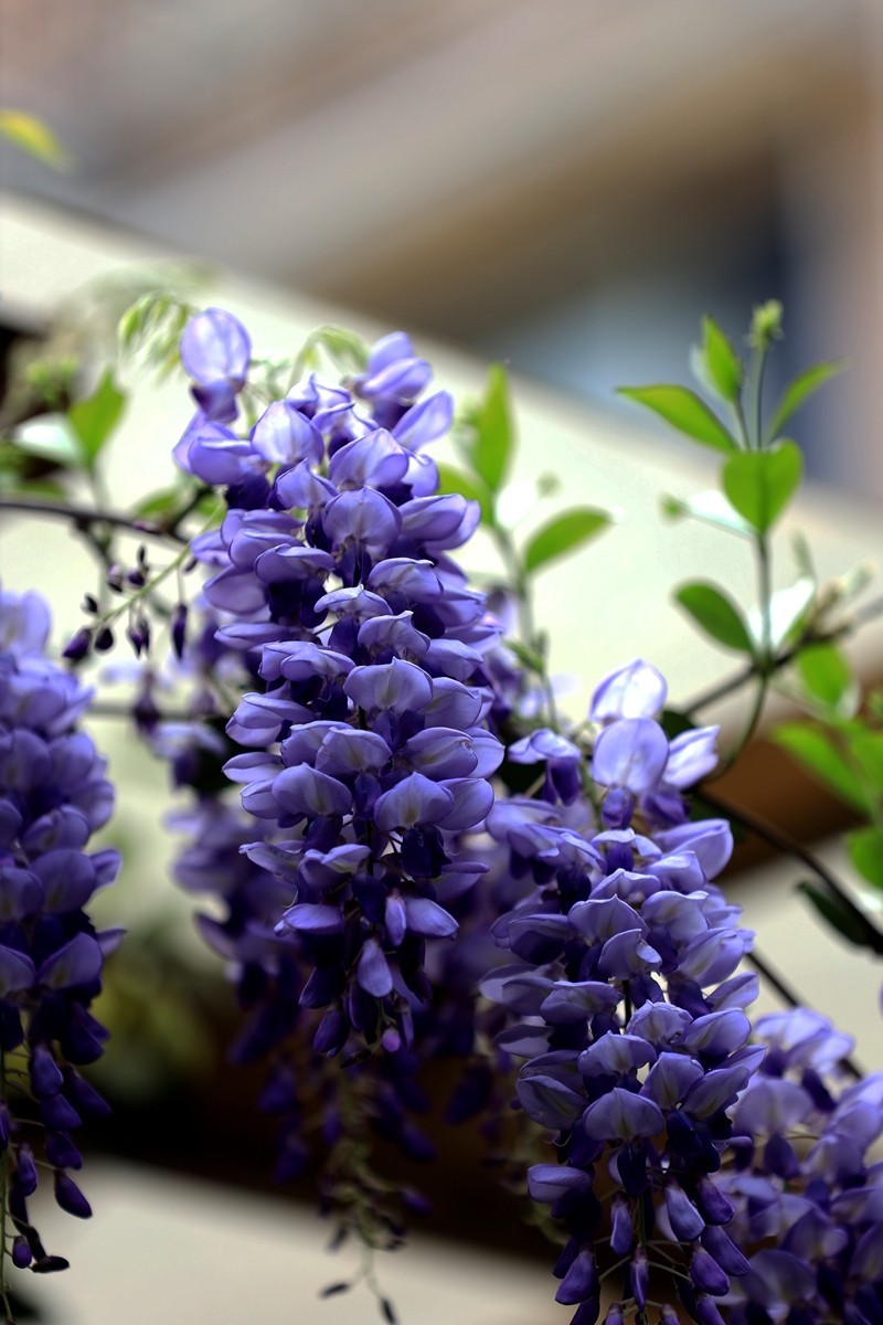 月湖公园紫腾花--4