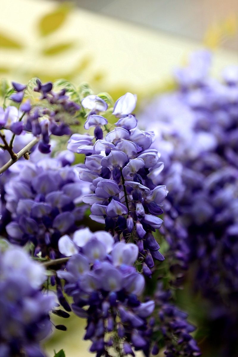 月湖公园紫腾花--4