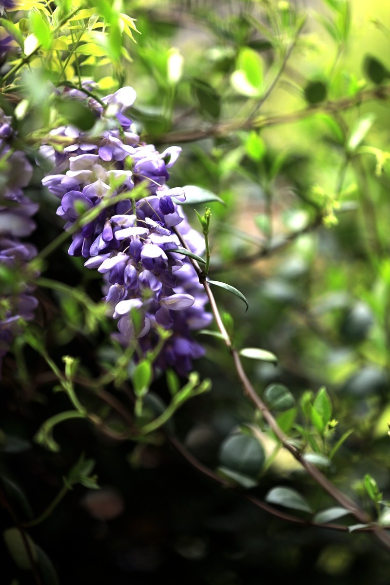 月湖公园紫腾花--4