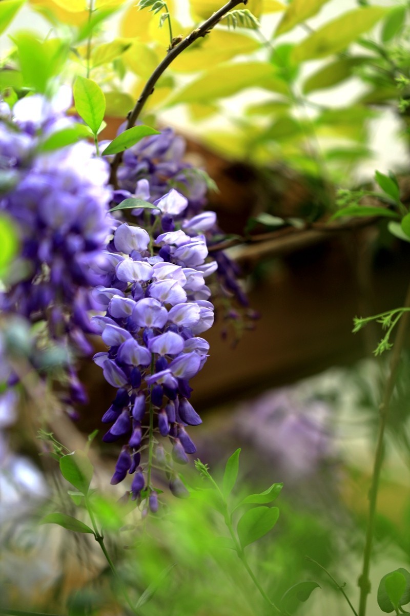 月湖公园紫腾花--4