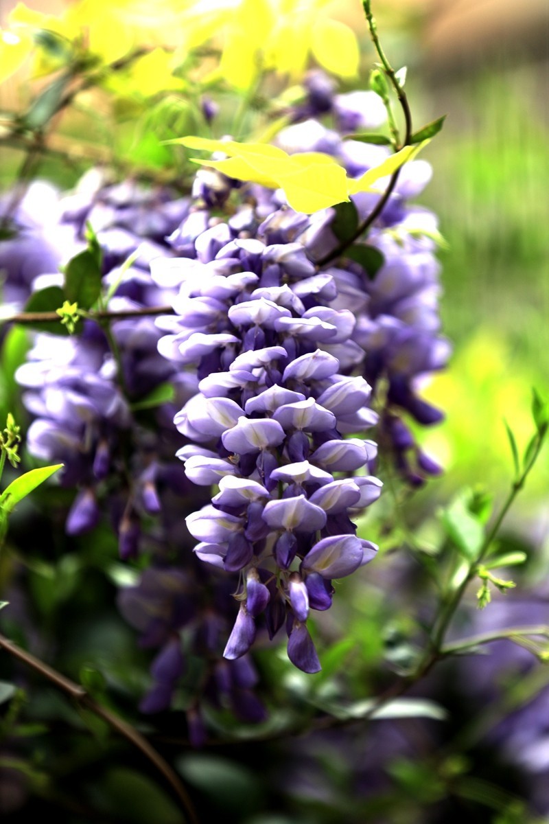 月湖公园紫腾花--4