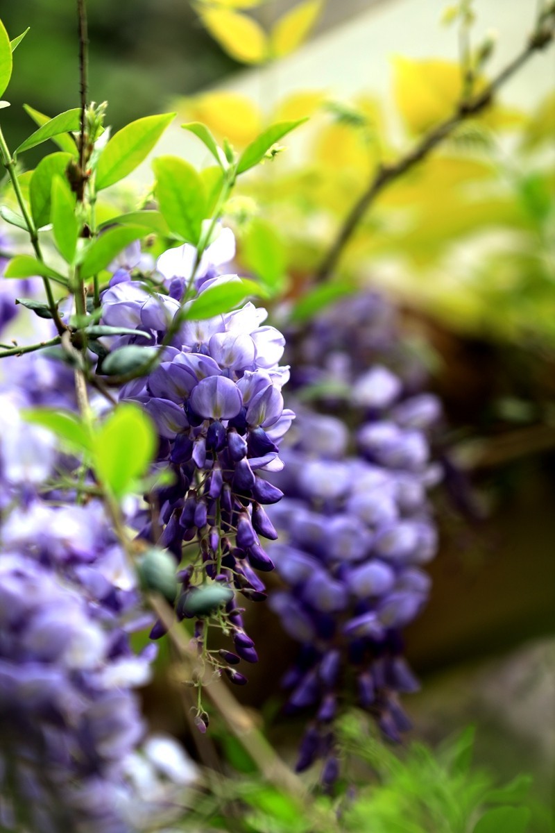 月湖公园紫腾花--4