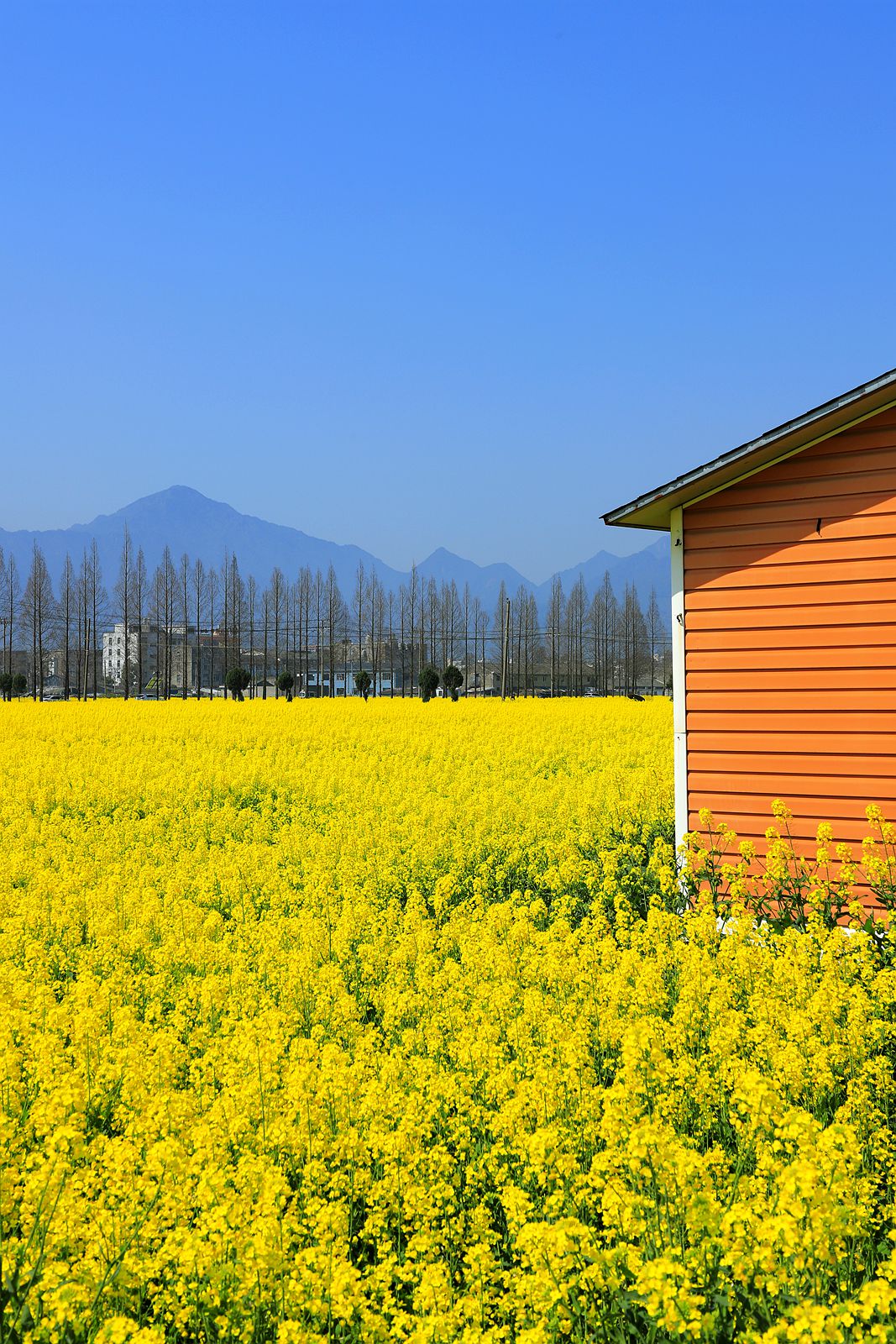 郭溪任桥村油菜花(4)