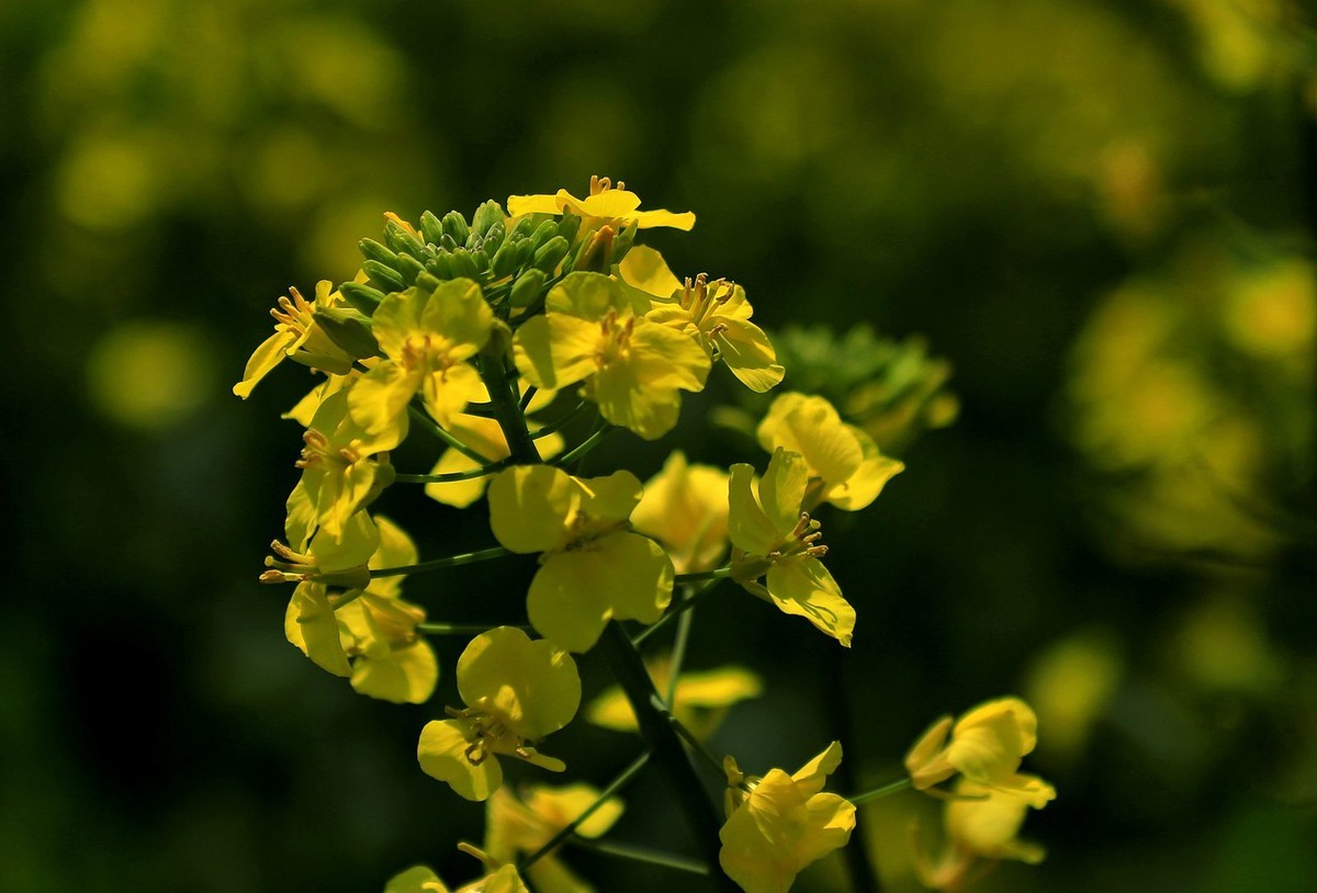 郭溪任桥村油菜花(4)
