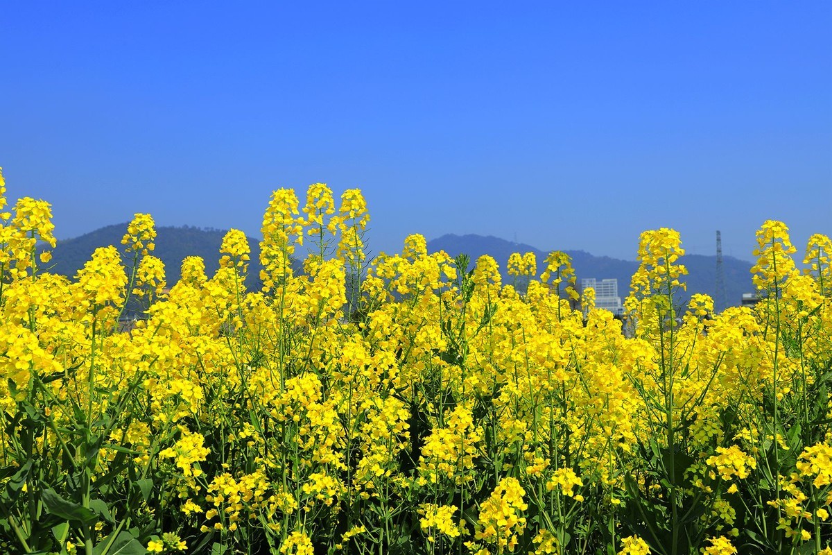 郭溪任桥村油菜花(4)