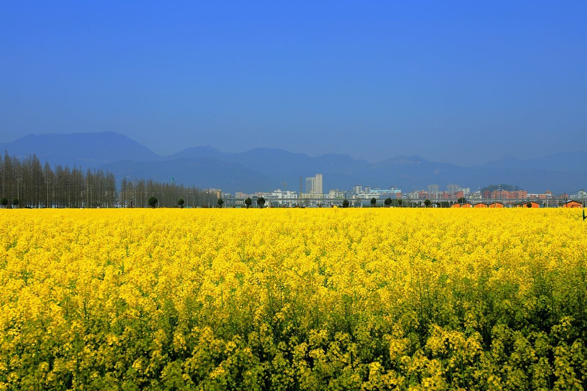 郭溪任桥村油菜花(4)