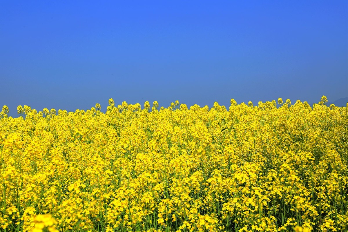 郭溪任桥村油菜花(4)