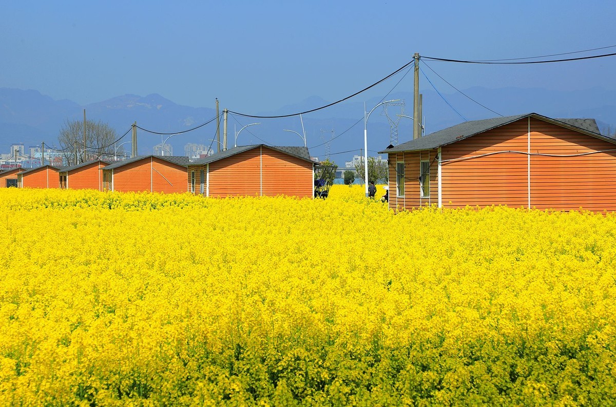 郭溪任桥村油菜花(4)
