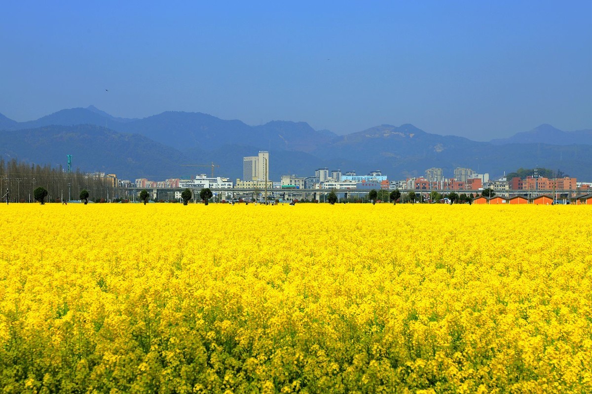 郭溪任桥村油菜花(4)