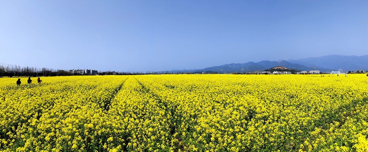 郭溪任桥村油菜花(4)