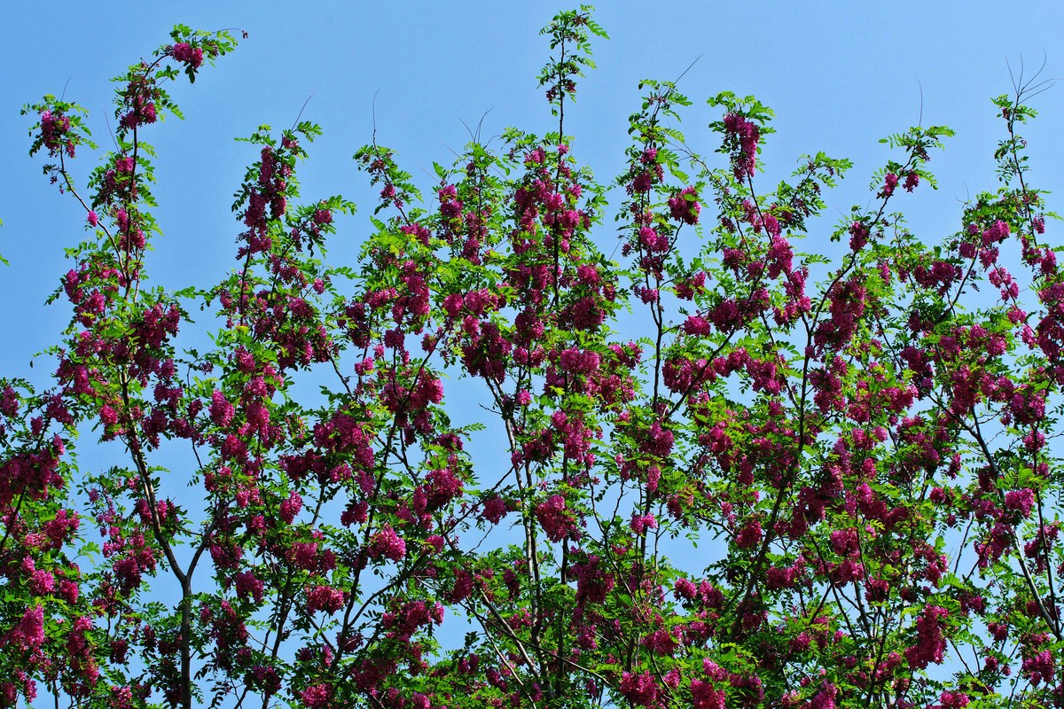 槐花