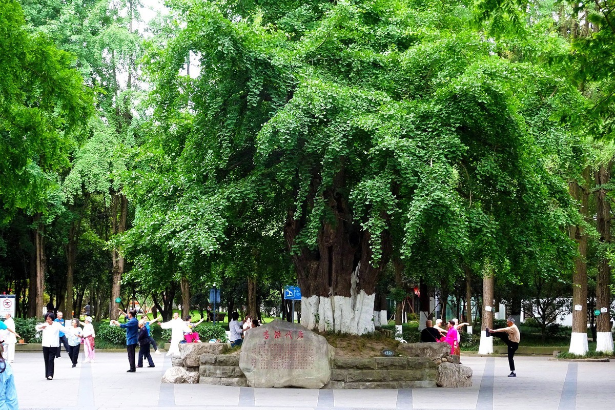 百花潭公园的清晨