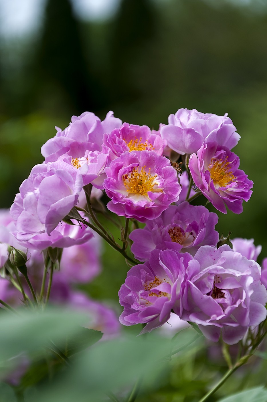 百花公园的春天-4