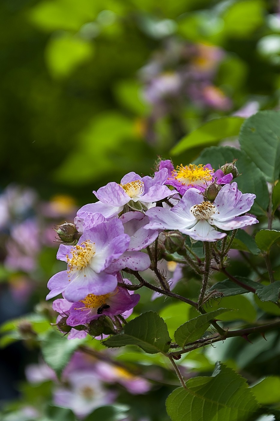 百花公园的春天-4