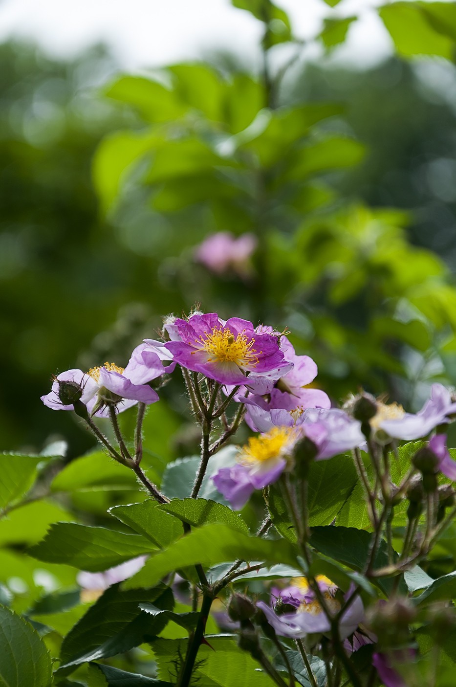 百花公园的春天-4