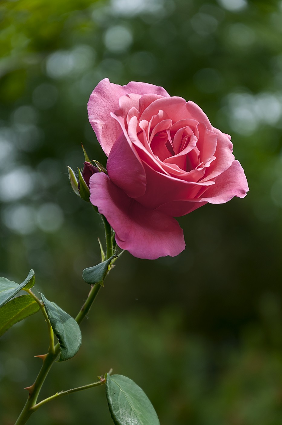 百花公园的春天-4