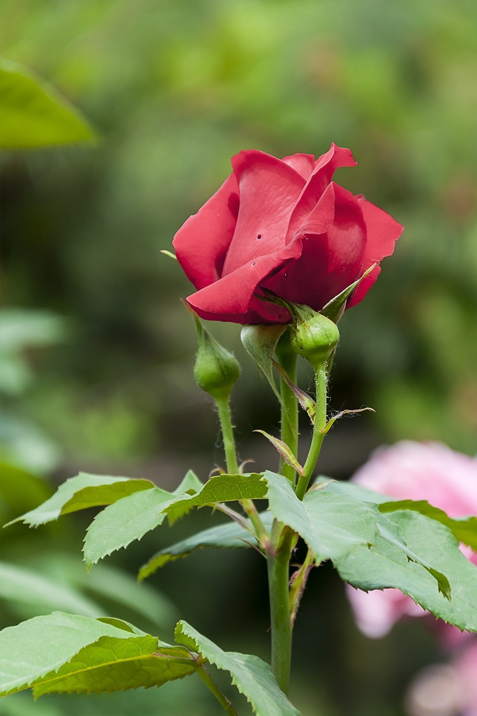 百花公园的春天-4