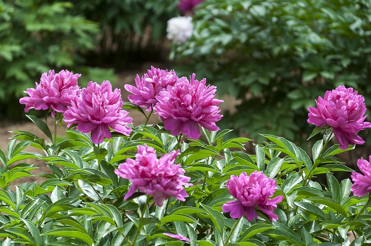 百花公园的春天-4