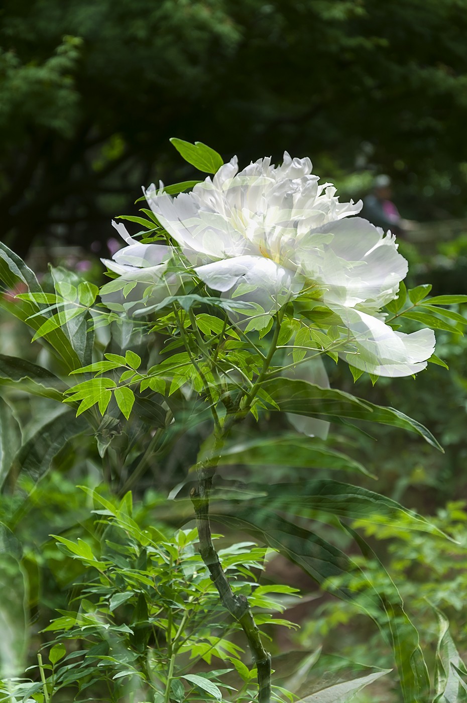 百花公园的春天-4