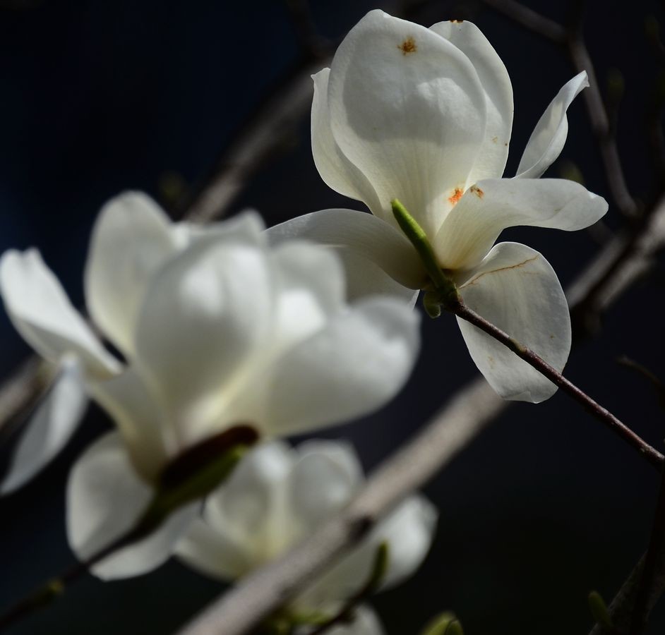 花卉系列【3356】