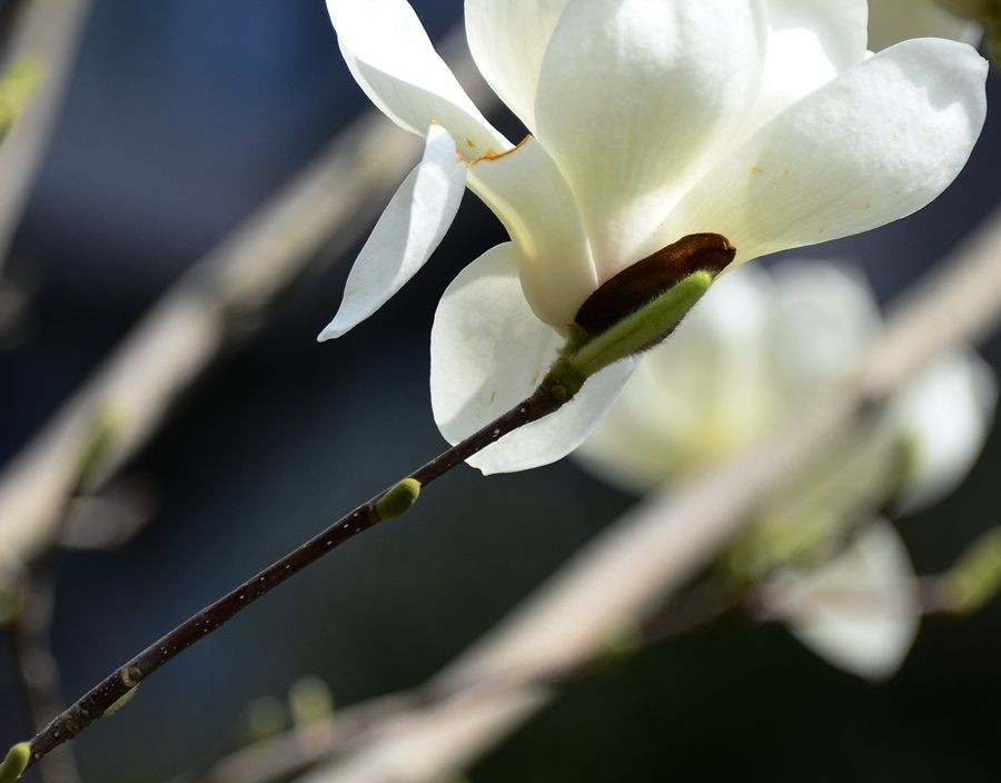 花卉系列【3356】