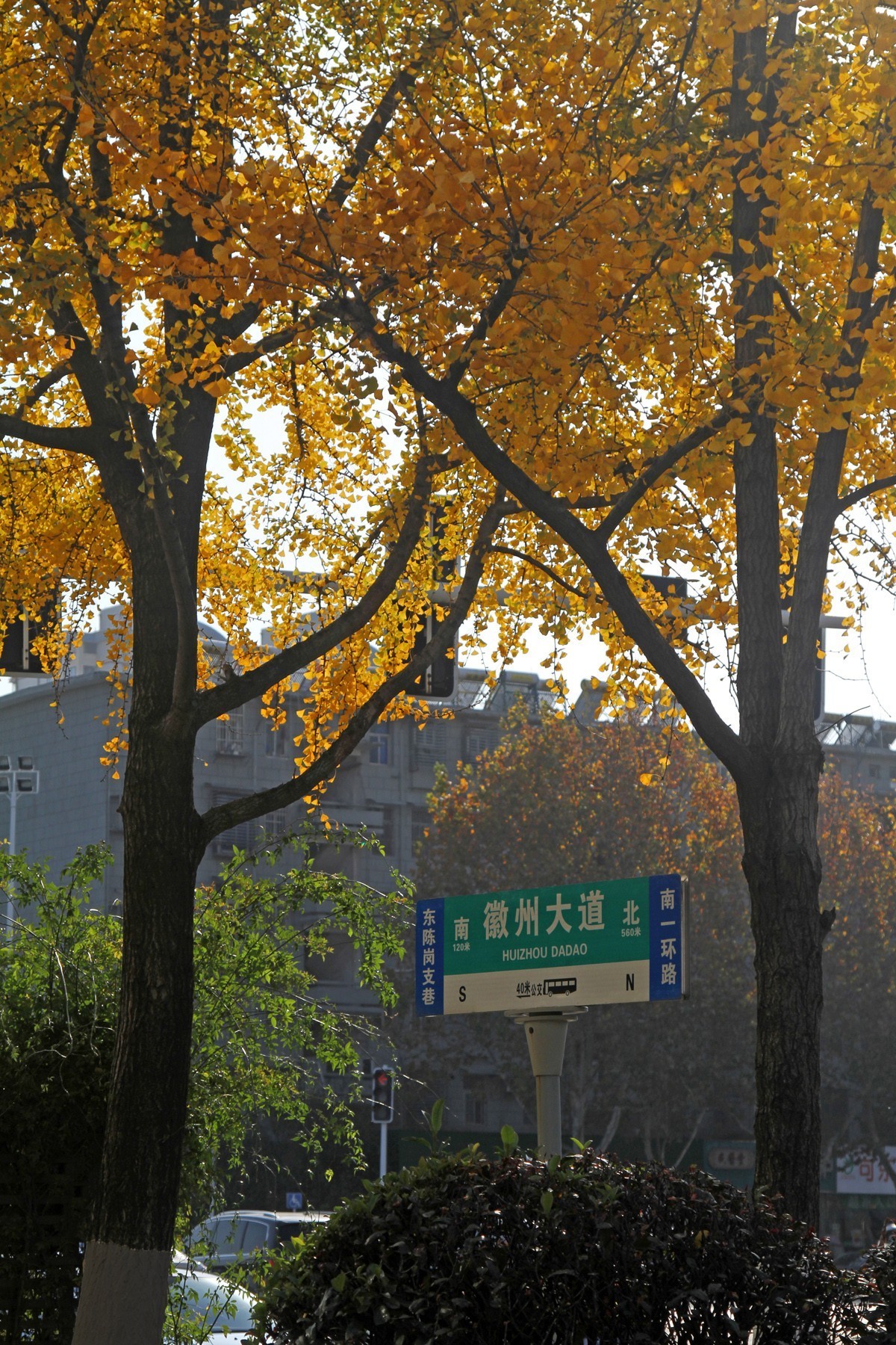 酷暑盼秋凉之合肥徽州大道的银杏