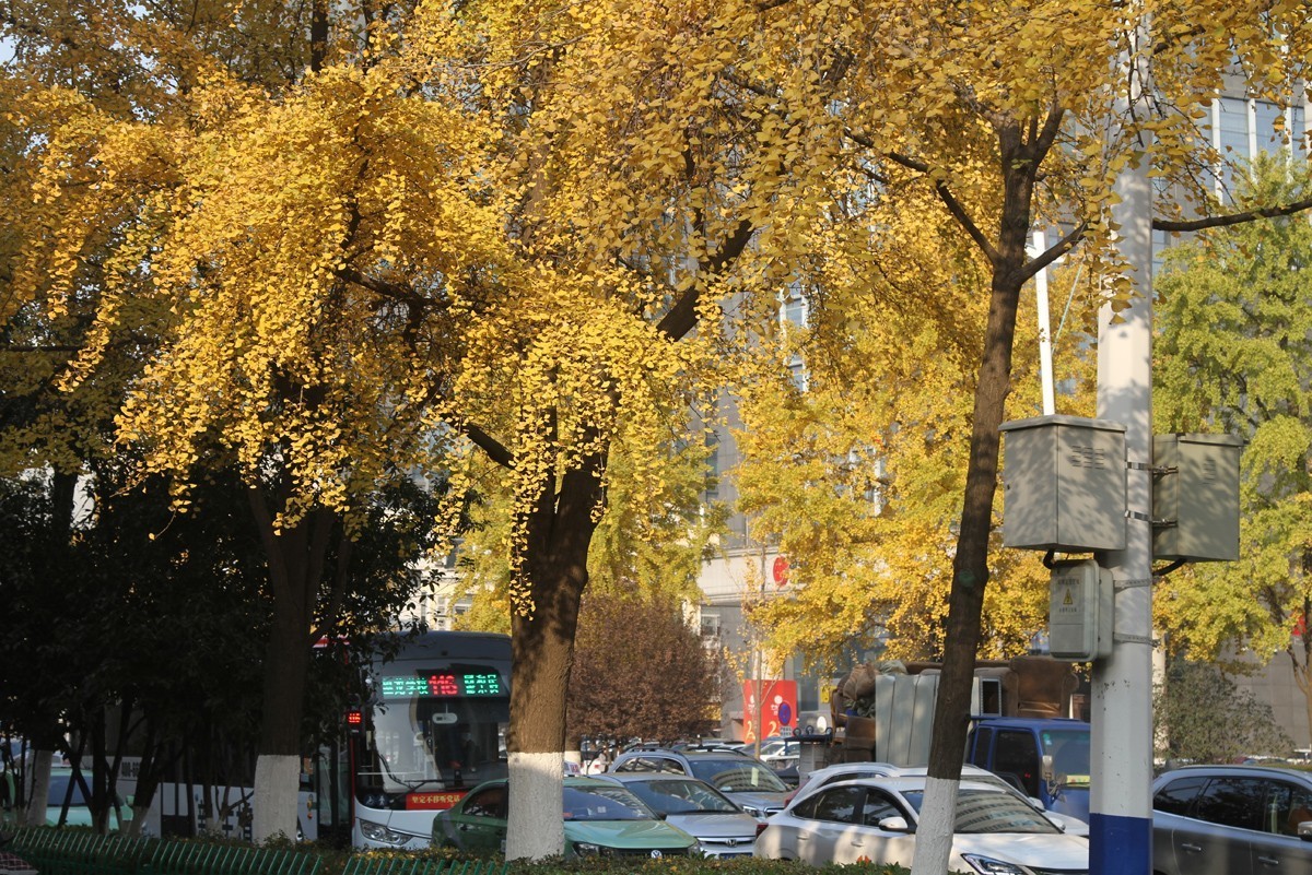 酷暑盼秋凉之合肥徽州大道的银杏