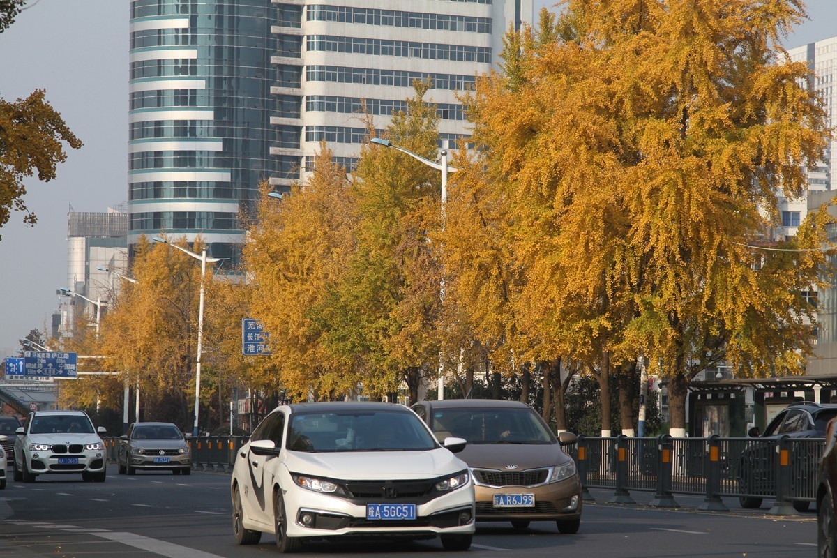 酷暑盼秋凉之合肥徽州大道的银杏