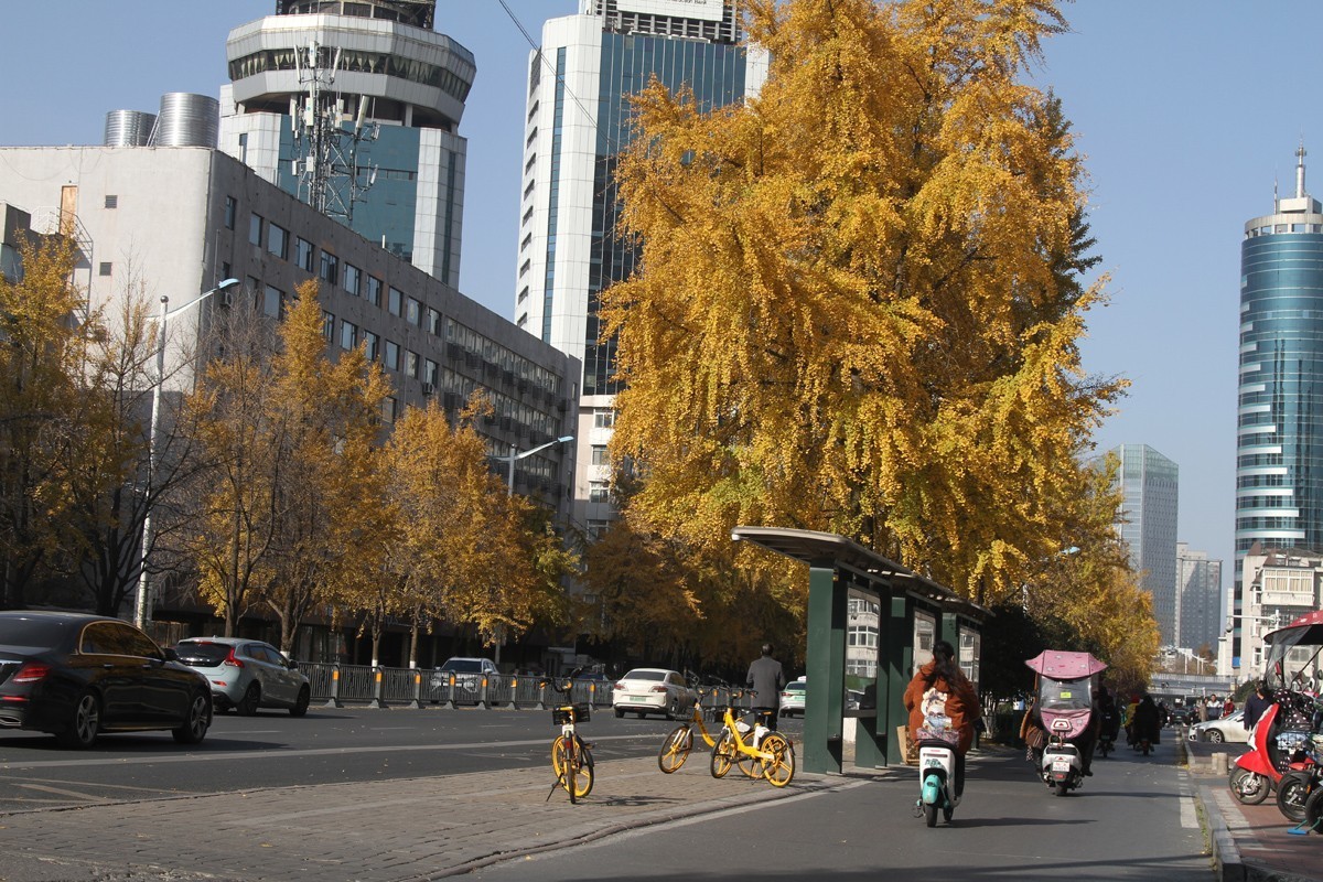 酷暑盼秋凉之合肥徽州大道的银杏