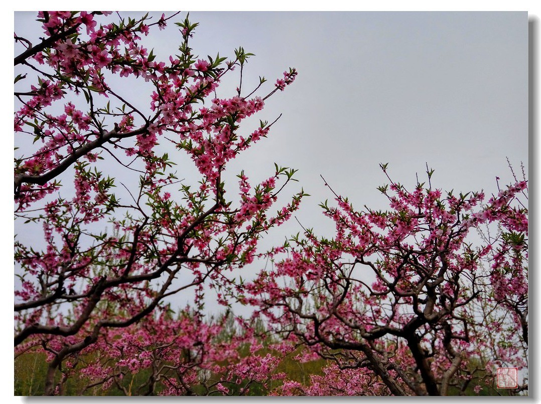 手机随手拍风光（5）