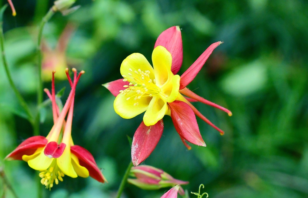 花卉
