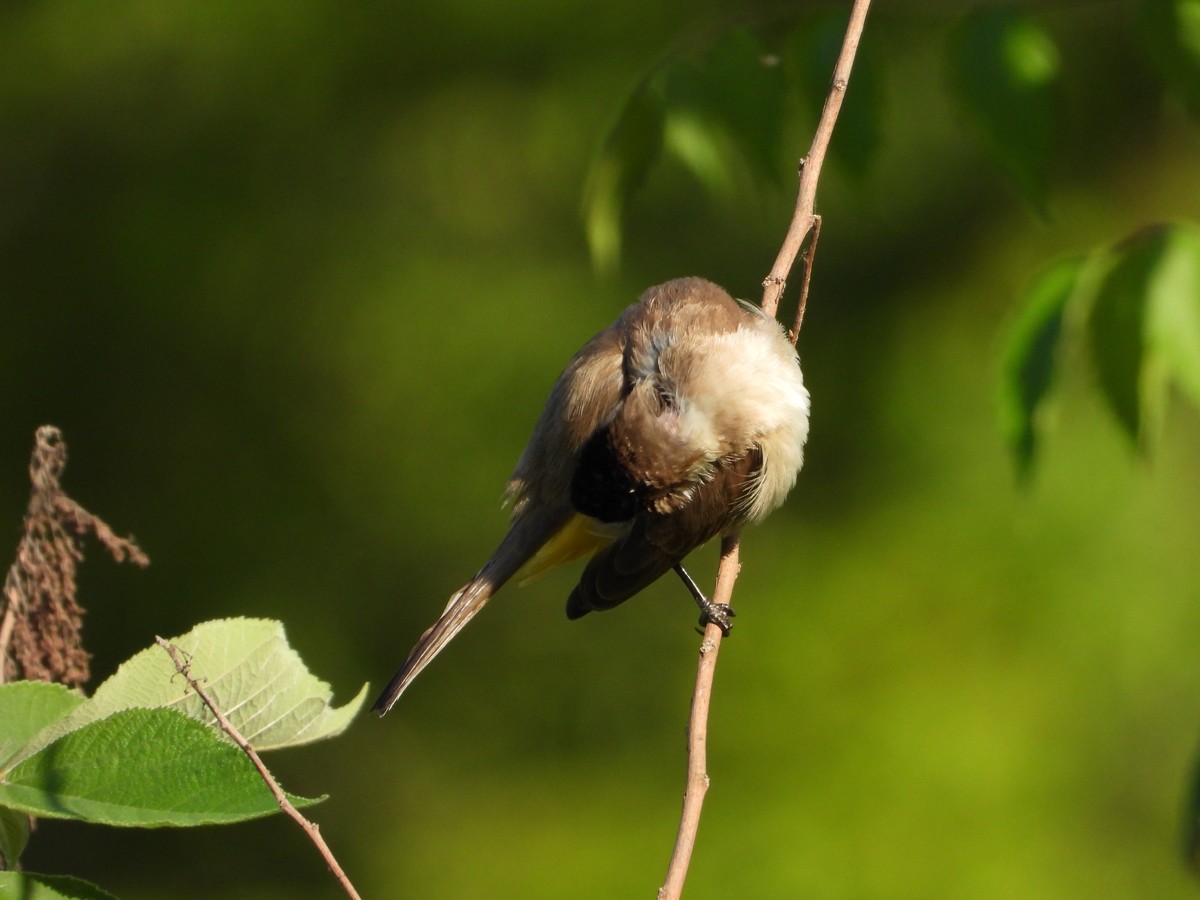 改正为：领雀嘴鹎