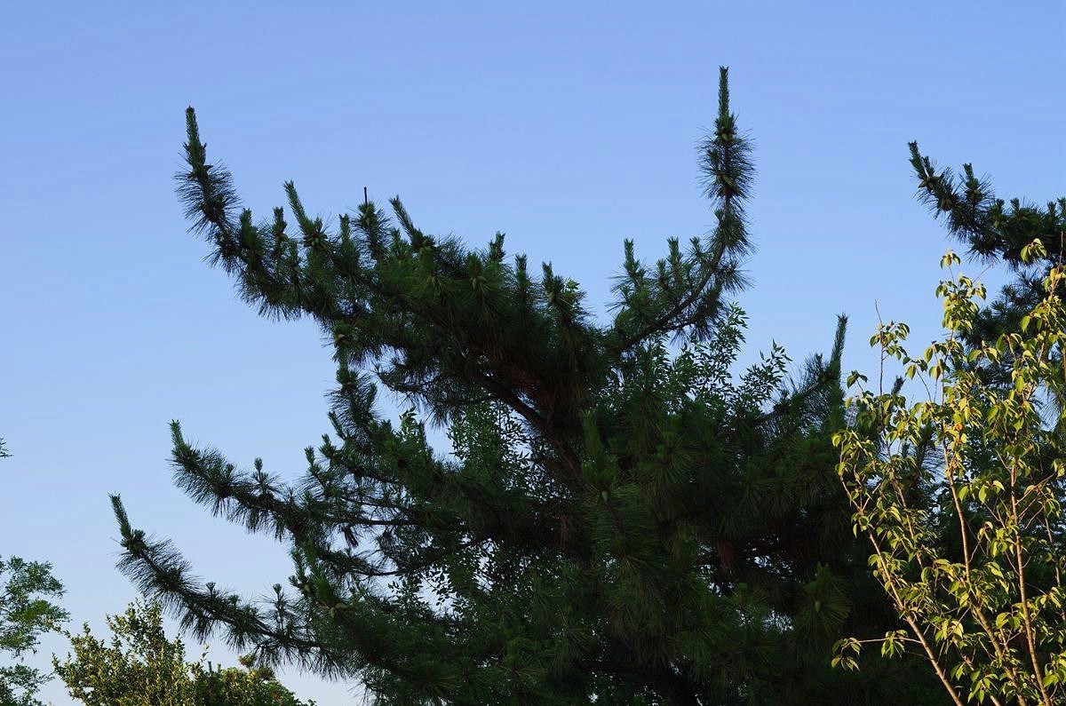 2023夏至的傍晚-15P