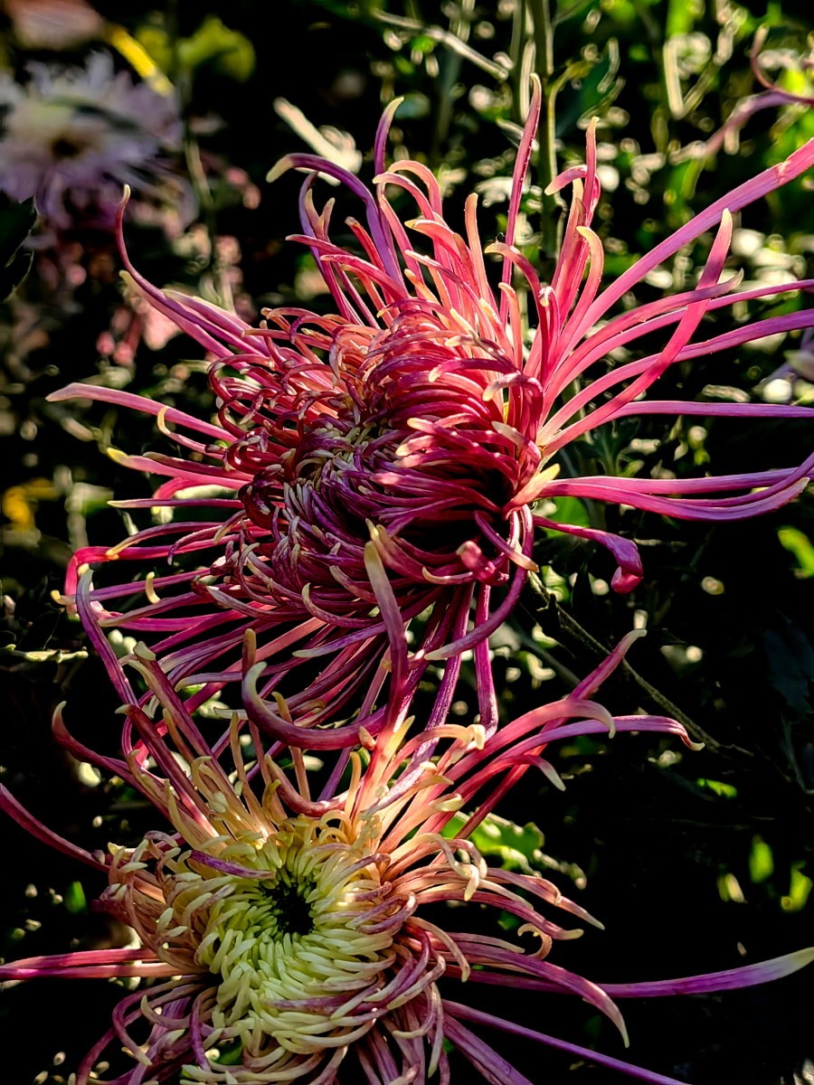 900_1200竖版 竖屏