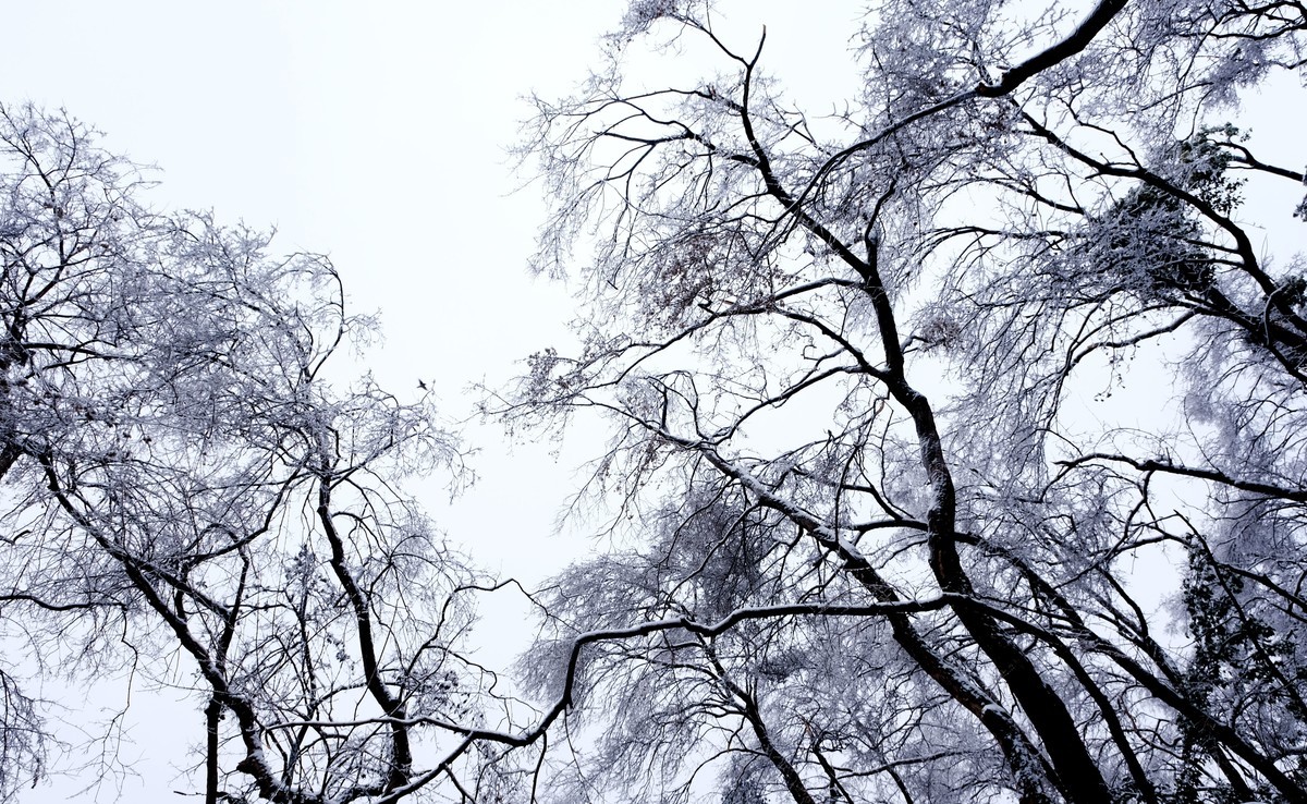 公园里一场雪，一场景。祝版主们及朋友们龙年大吉，作品多多。