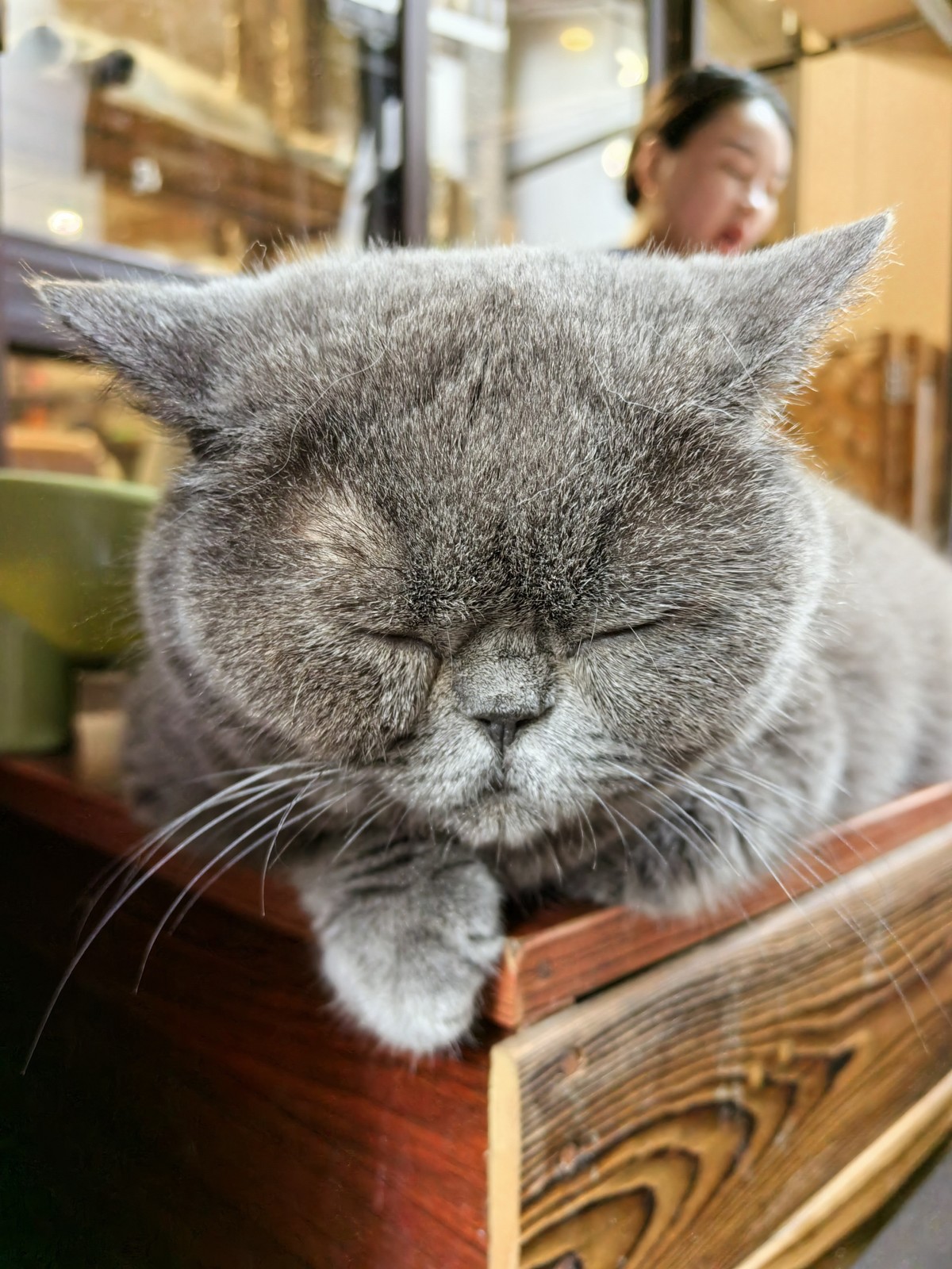磁器口的猫咪