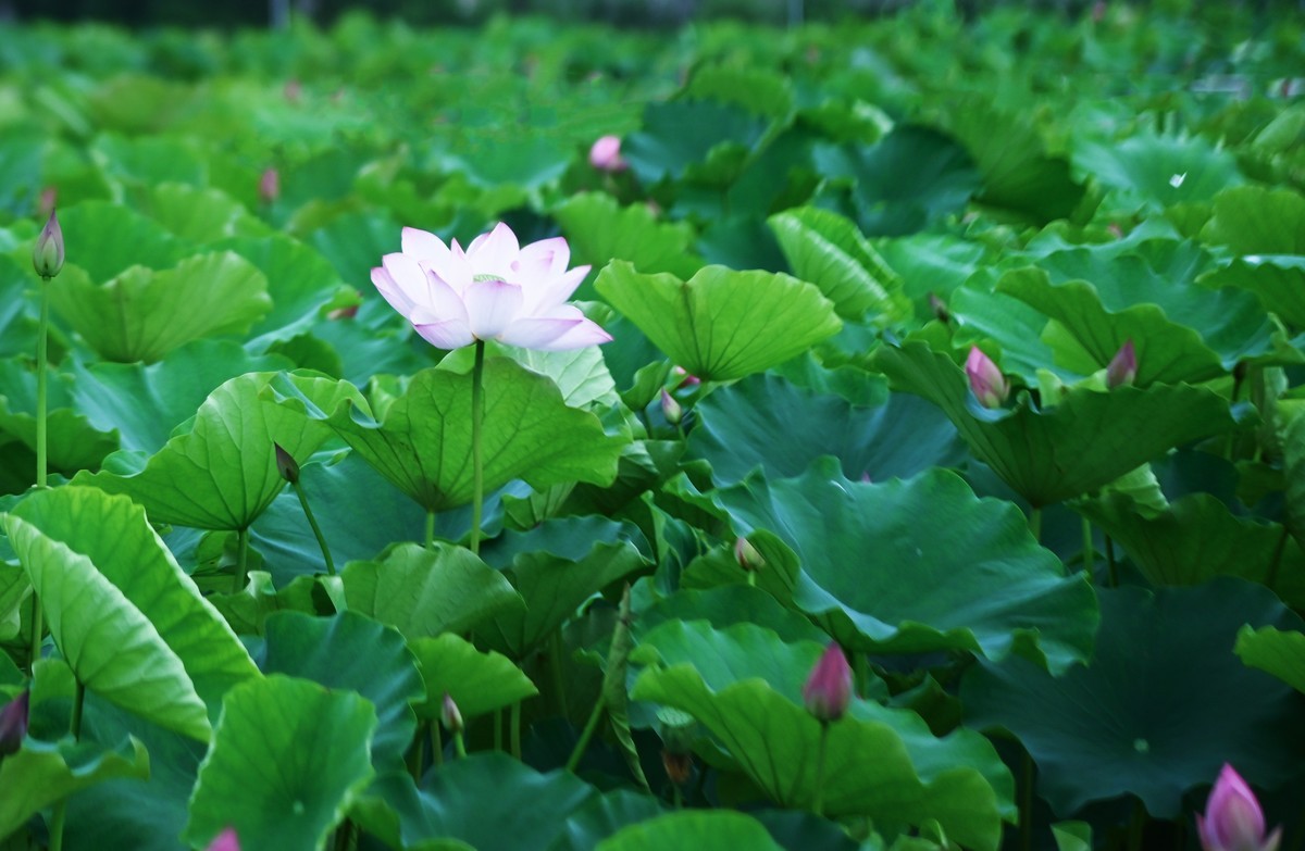 川中夏荷（2）