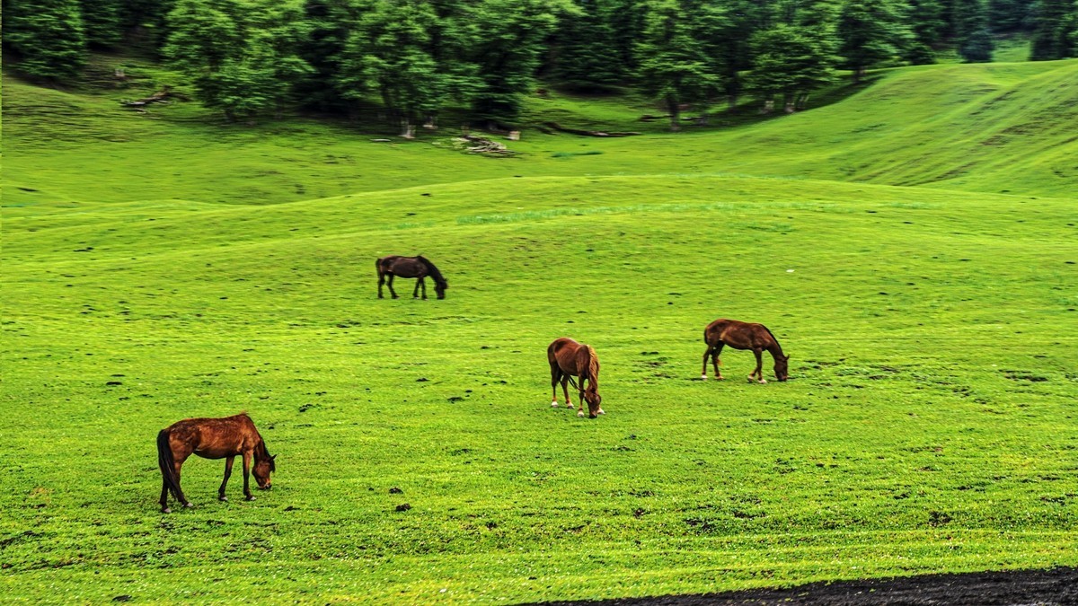 那拉提河谷草原【15】续完