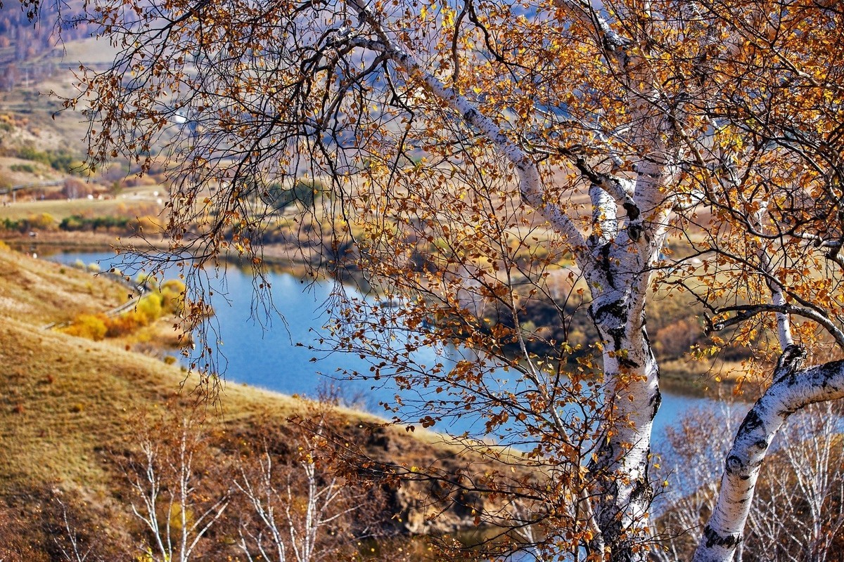 遥望碧空云飞处，层林尽染映秋光。
