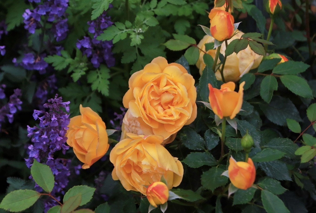 小区游拍——邻居家玫瑰花园