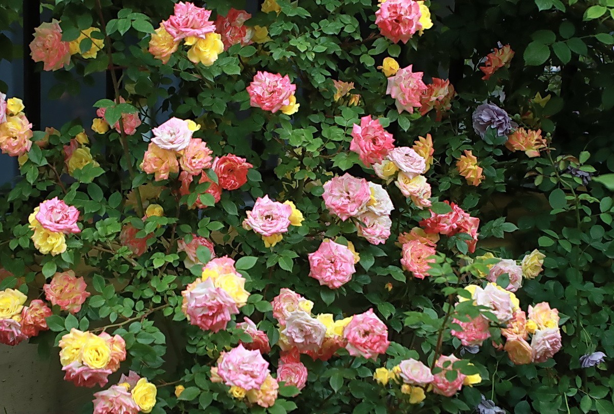 小区游拍——邻居家玫瑰花园