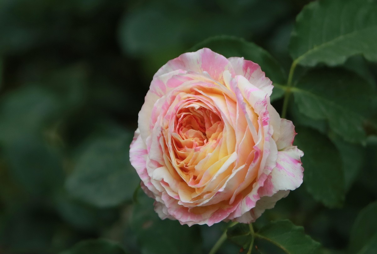 小区游拍——邻居家玫瑰花园