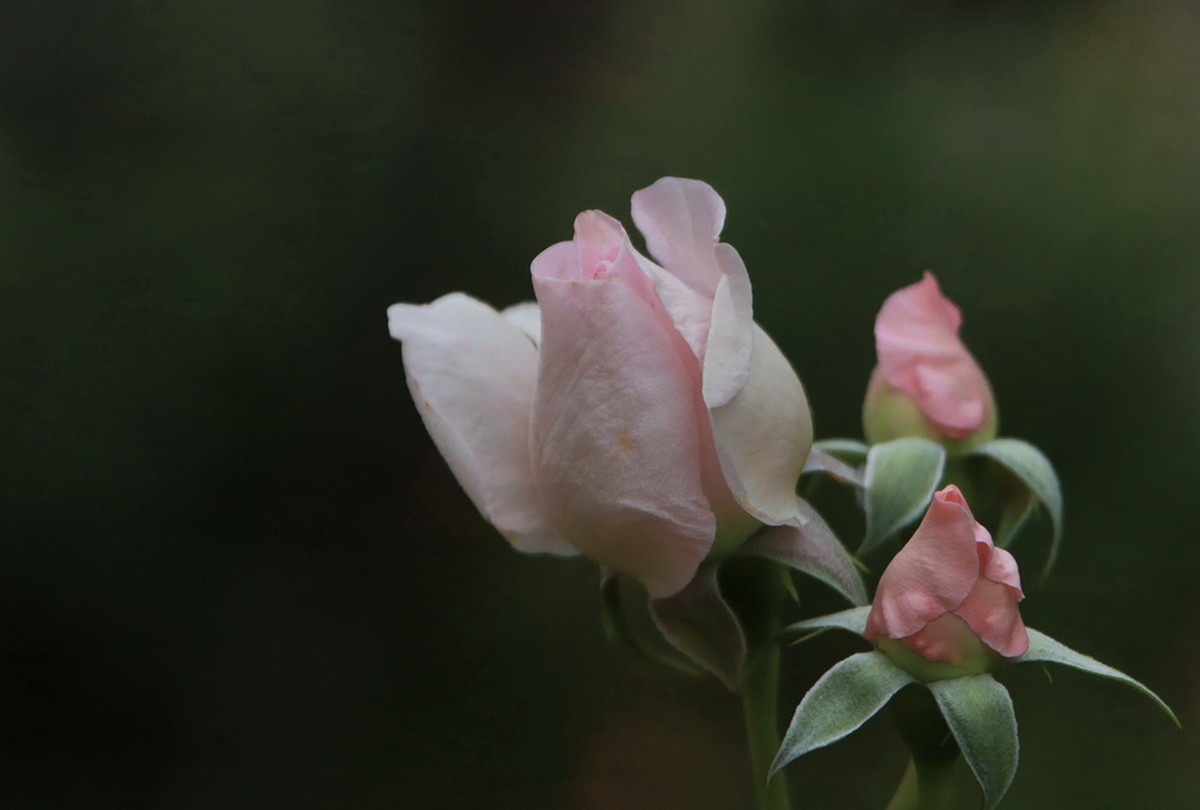 小区游拍——邻居家玫瑰花园