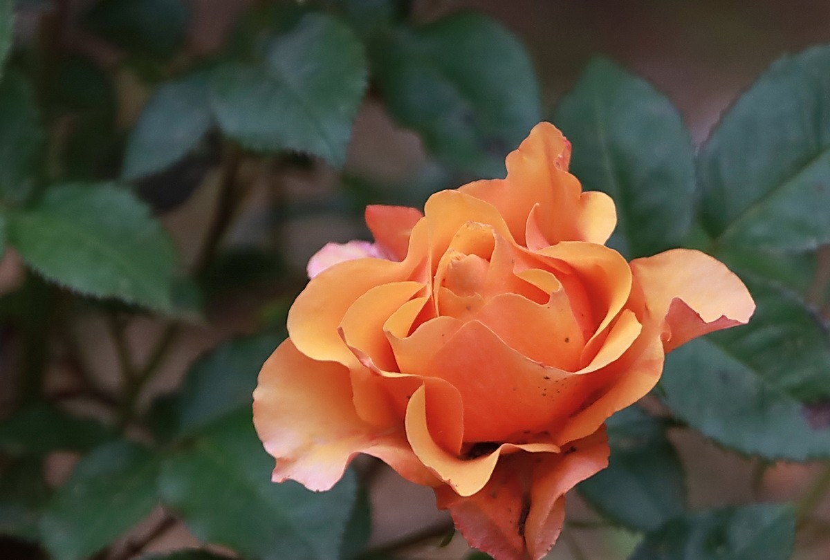 小区游拍——邻居家玫瑰花园