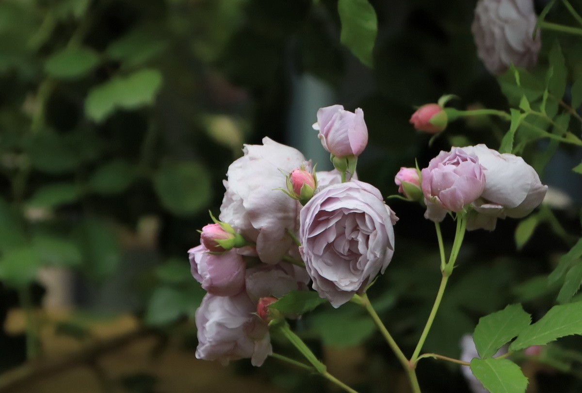 小区游拍——邻居家玫瑰花园
