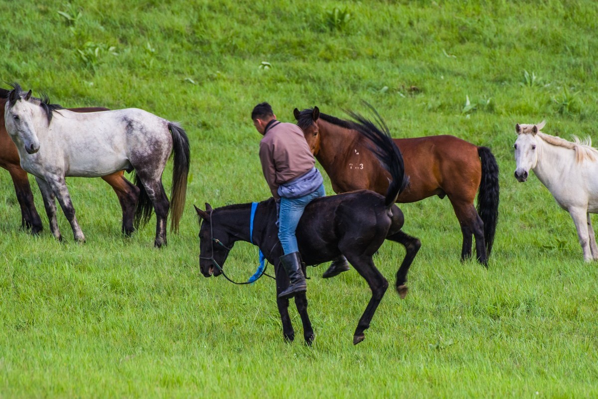 21.6 夏日的草原（十九）------硬汉骑生马