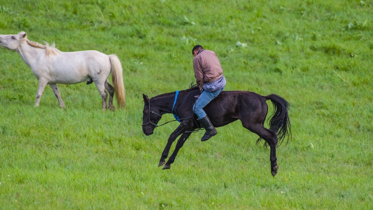 21.6 夏日的草原（十九）------硬汉骑生马