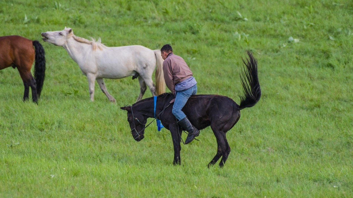21.6 夏日的草原（十九）------硬汉骑生马