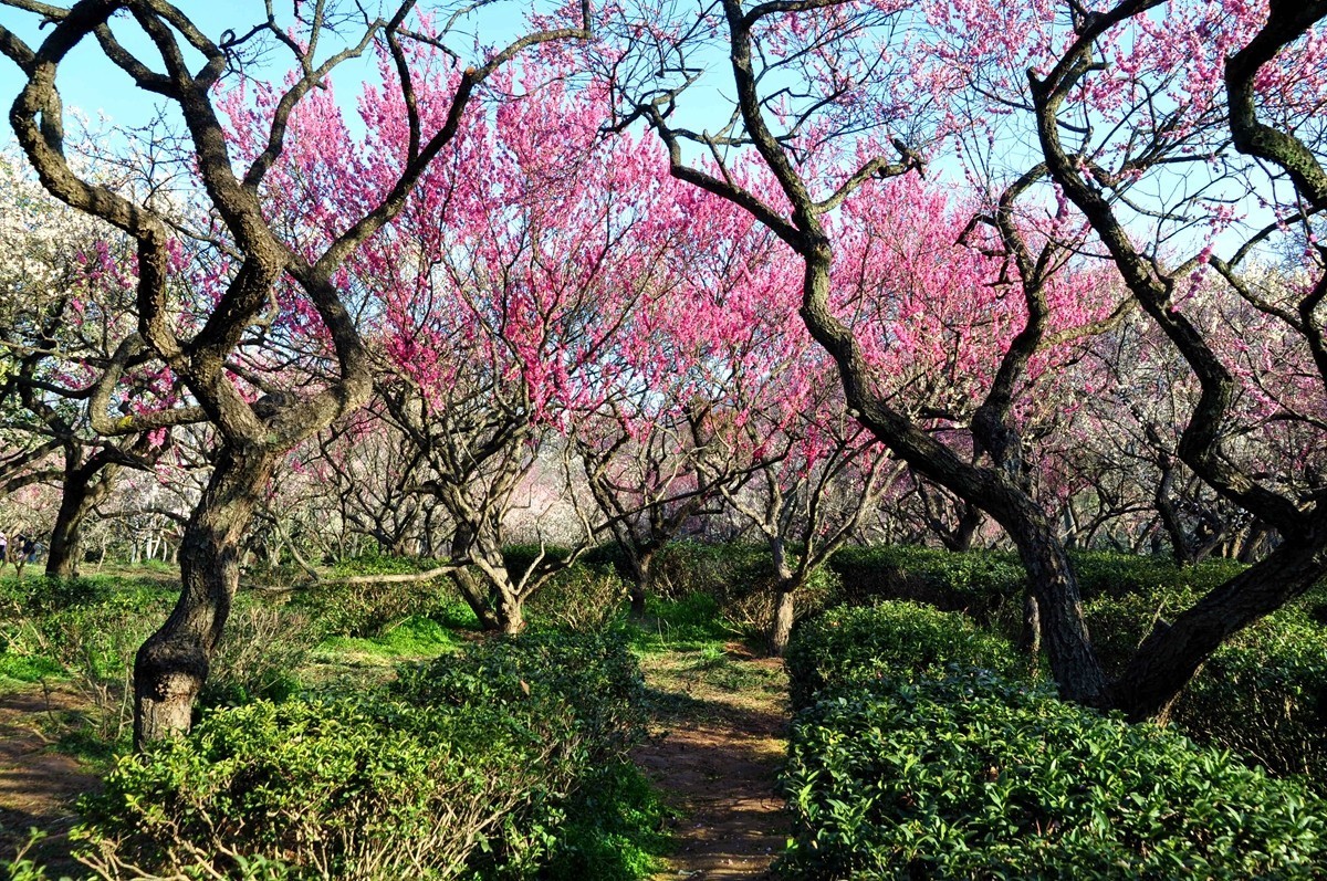 南京梅花山